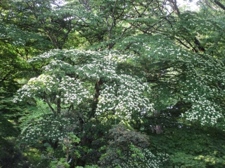 紅葉の小路で咲く「ヤマボウシ」