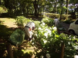 「アジサイ剪定中」