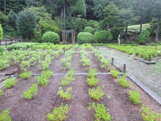 つつじ圃場