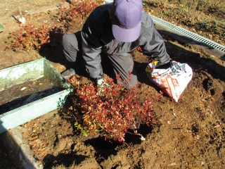 「寄せ植え中」