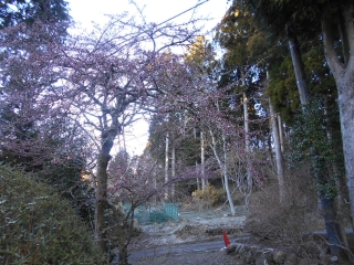 「マメザクラ」開花宣言。