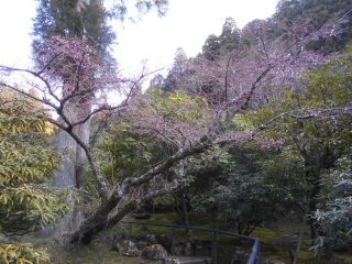 「シャクナゲ園内」