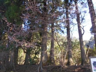 「シャクナゲ園入口」