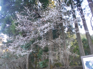 「石楠花園入口」