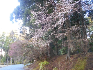 「石楠花園入口」