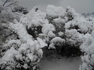 「雪下ろし前」