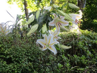 「芦辺荘土手」