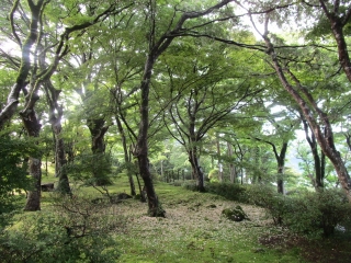 エゴノキの花殻