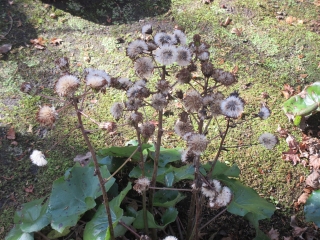 花を過ぎ、綿帽子を付けていました。