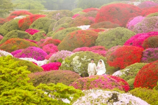 2016年5月7日つつじの開花状況