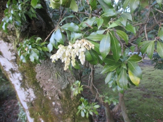 開花した「アセビ」