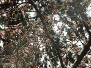 「マメザクラ　一輪開花」