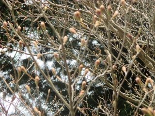 「ミツバツツジ　花芽」