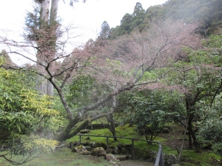 石楠花園内