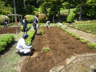 培養土と混ぜながら植え込み