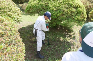 お礼肥 つつじの肥料撒きを行いました 公式 箱根 芦ノ湖 山のホテル