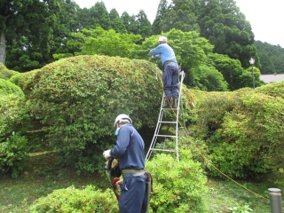 刈りこみ中