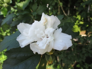 「白で花がくしゃっと」