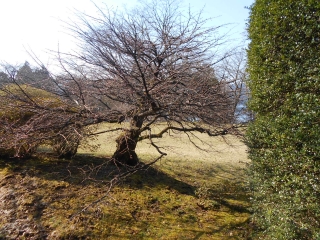 「芝生広場」