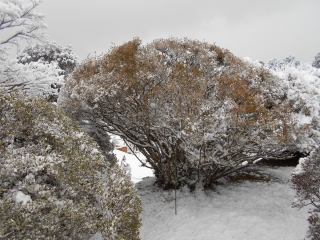 「雪下ろし後」