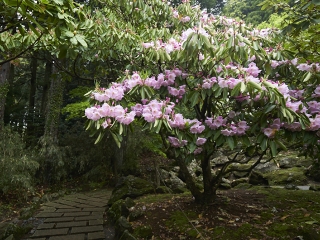 シャクナゲ園