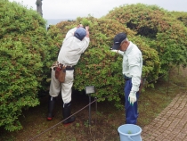 ツツジの穂木採取