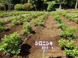 庭園の圃場