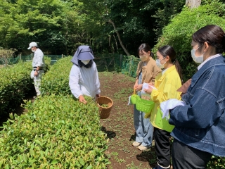 茶摘み体験（イメージ）