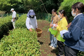 茶摘み体験（イメージ） 