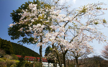 庭園 イメージ