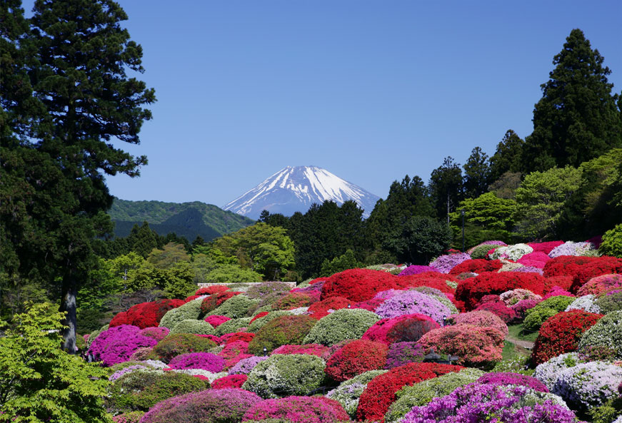 ツツジが満開の庭園から富士山を望む