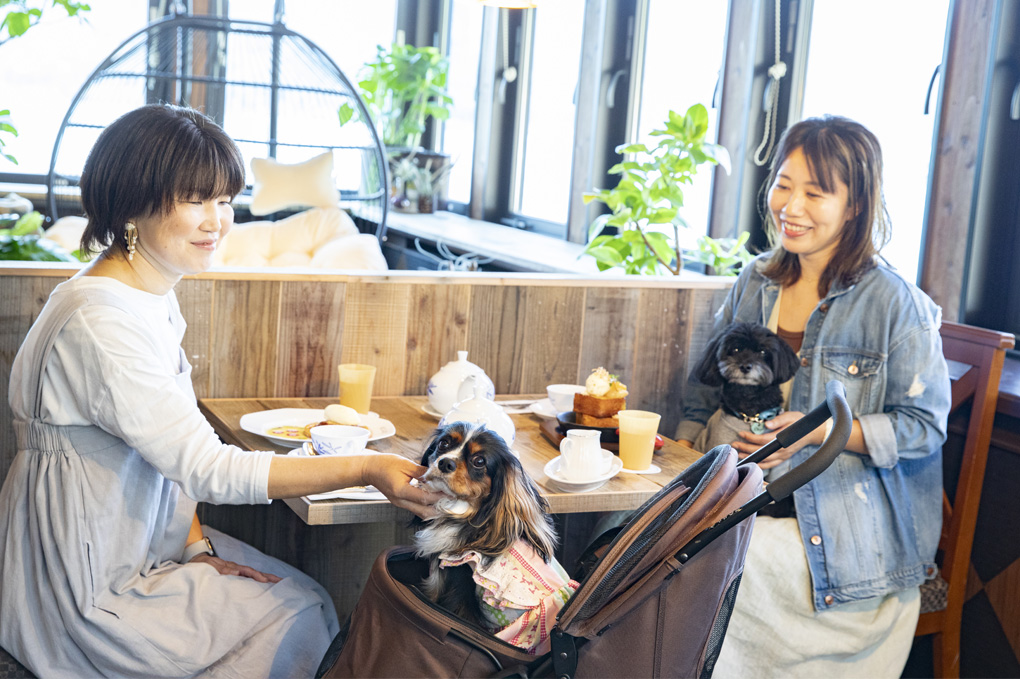 わんちゃん（小型犬）同伴イメージ