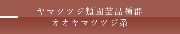 ヤマツツジ類園芸品種群オオヤマツツジ系