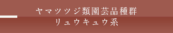 ヤマツツジ類園芸品種群リュウキュウ系