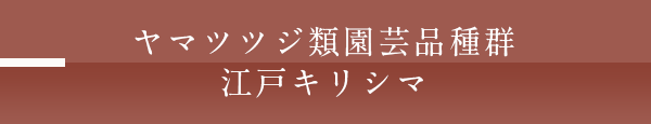 ヤマツツジ類園芸品種群江戸キリシマ