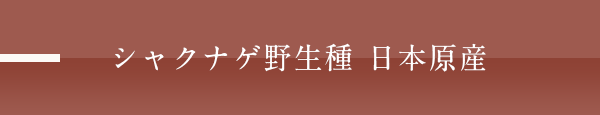 シャクナゲ野生種 日本原産