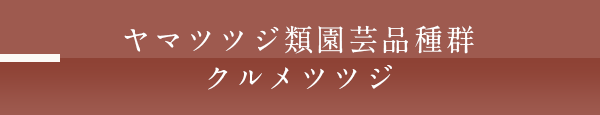 ヤマツツジ類園芸品種群クルメツツジ