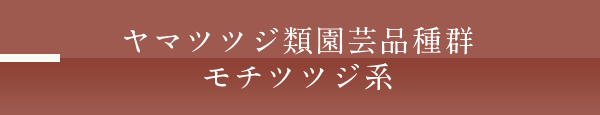 ヤマツツジ類園芸品種群　モチツツジ系