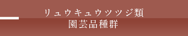 ヤマツツジ類園芸品種群　モチツツジ系