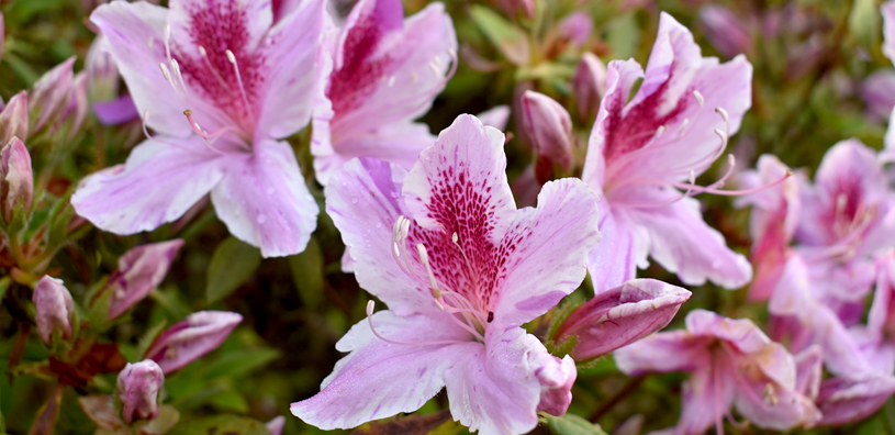 京鹿の子（きょうかのこ）