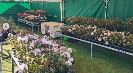 ツツジ苗木販売