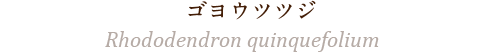 ゴヨウツツジ