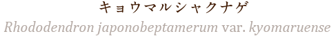 キョウマル・シャクナゲ