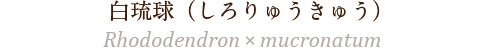 白琉球（しろりゅうきゅう）